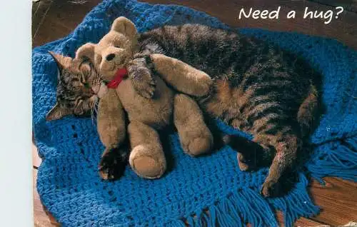 cute cat sleeping with teddy bear toy