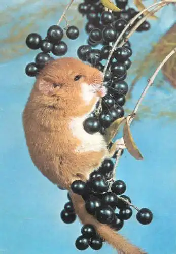 small rodent animal type picture