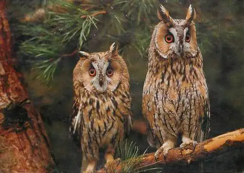 Owls birds pair photo