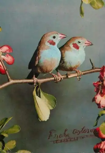 Urseginthus bengalus red-cheek cord-blue bird