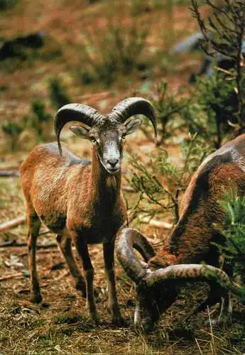 Mufflon mountain goat