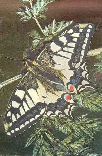 Swallowtail butterfly