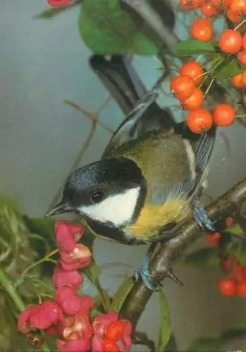 Titmouse bird