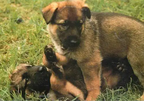 Zwei junge Hunde