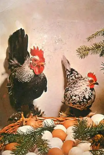 Holiday greetings postcard rooster, hen and eggs