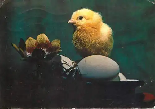 Easter Holiday chicken, eggs and flower Clara Spitzer photo