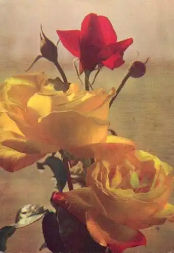 Flower postcard Hungary roses