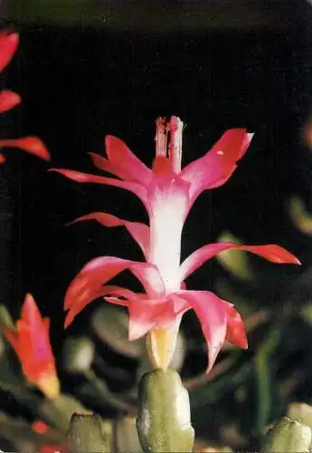 Flower postcard Romania cactus flower