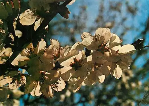 Flower postcard Romania tree bloomed flowers