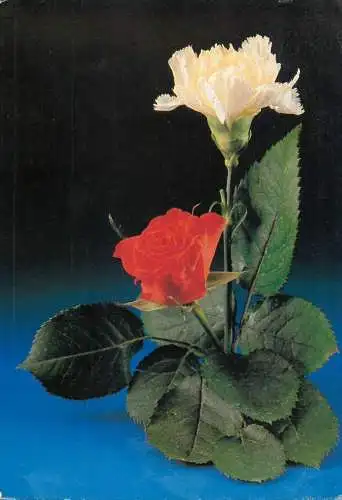 Flower postcard roses