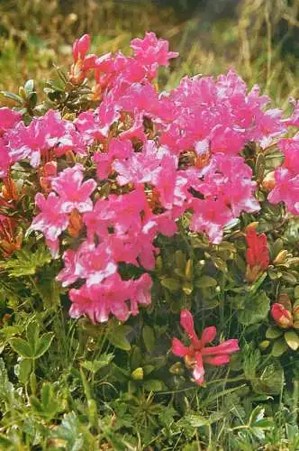 Flower postcard plant and bloomed flower