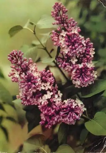 Flower postcard plant and bloomed flower