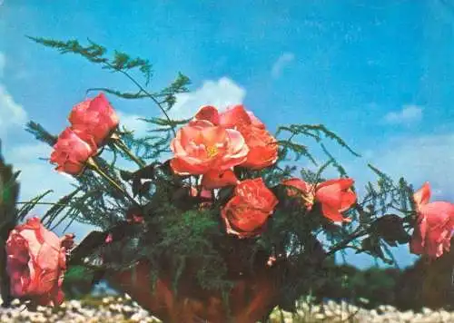 Flower postcard vase rose bush
