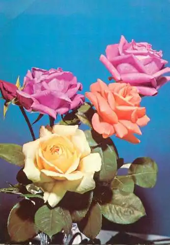 Flower postcard Rose bouquet Hungary