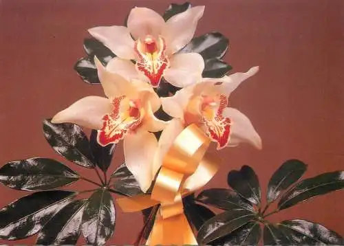 Flower postcard plant and ribbon