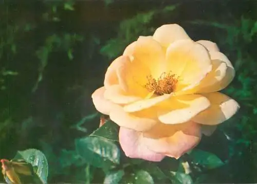 Rose flower postcard Romania