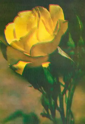Yellow rose postcard Romania