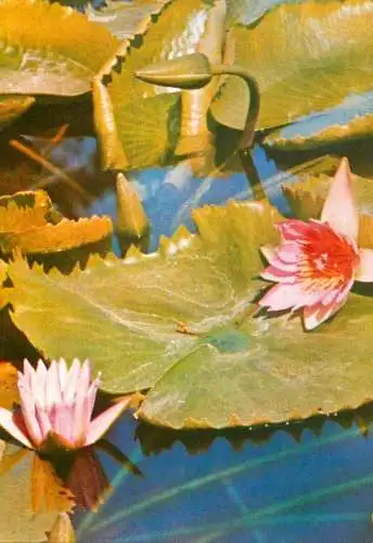 Nymphaeaceae water lilies postcard Romania
