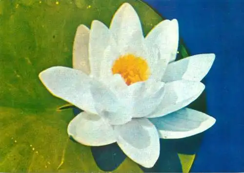Nymphaeaceae water lily postcard Romania