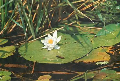 Nymphaeaceae water lily postcard Romania