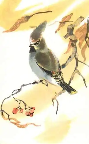 Drawn bird postcard Russia 1977