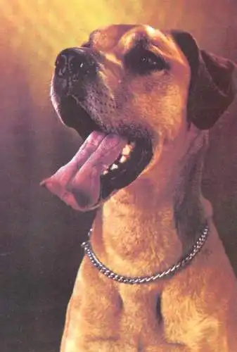 Dog jockey clubul roman postcard