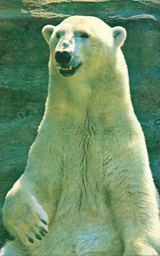 Polar bear 1973 postcard Russia