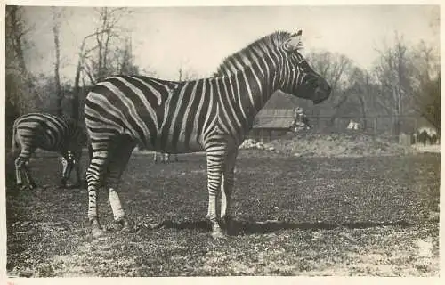 Russia Moscow zoo zebra