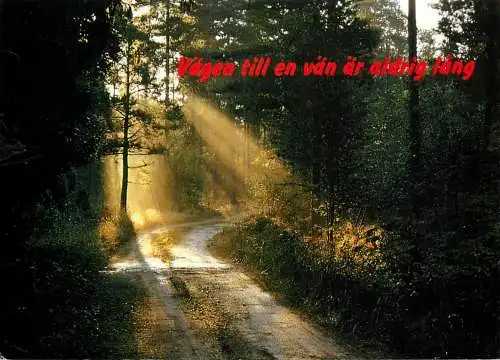 Sweden forest scene vagen till en vad ar aldrig lang