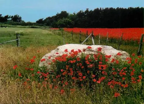 Sweden Gotland Vallmofalt