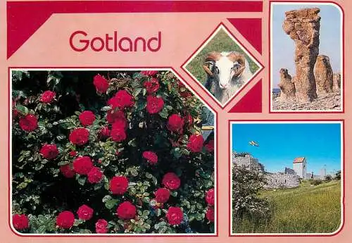 Sweden Gotland roses