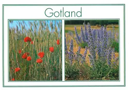 Sweden Gotland Vallmo Papaver Rhoeas