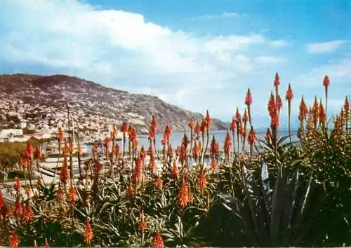Portugal > Madeira Funchal