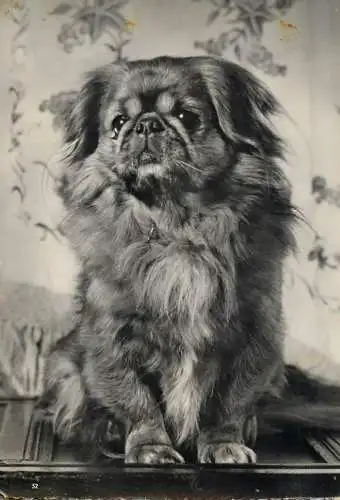 Pekingese dog breed animals types post card