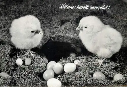 Easter greetings chicken poultry & eggs types and scenes