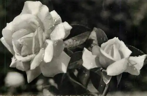 roses detail aspect