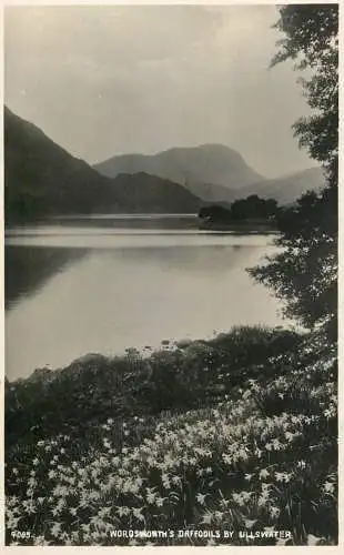 United Kingdom England Wordsworth daffodils