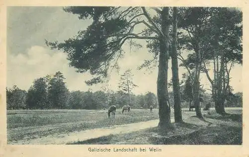 Galizische Landschaft bei Welin Galician Feldpostkarte 1917