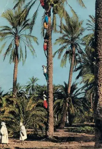 Algeria Sud Algerien - recolte des dattes