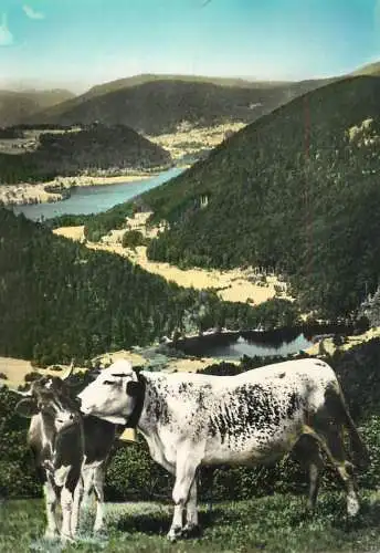 France Vallee des lacs de Retournemer & de Longmer (Vosges) phot avec vaches