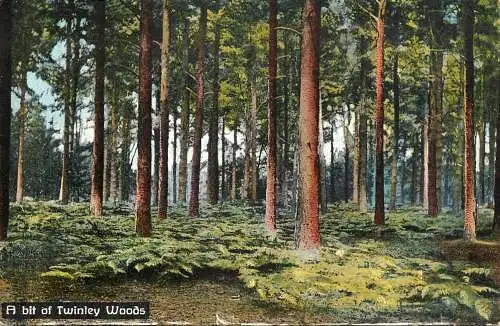 United Kingdom England  Twinley Woods