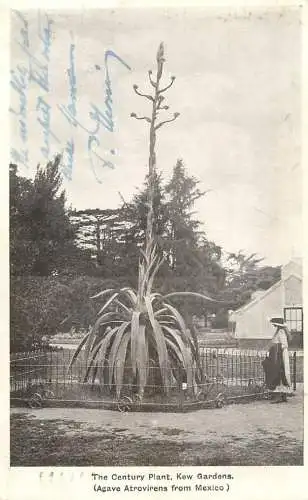 United Kingdom England London Kew gardens century plant