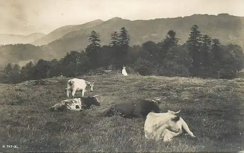 United Kingdom England cows grazing