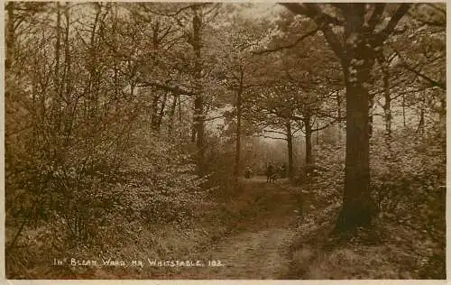 United Kingdom England Whitstable Bleam wood