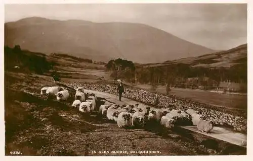 UK Scotland Balquhidder sheep heard