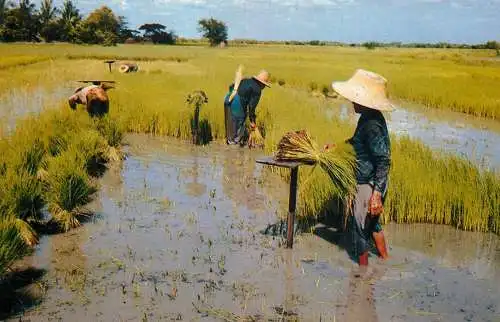 Thailand rice field Thai farmer pulling rice sprout