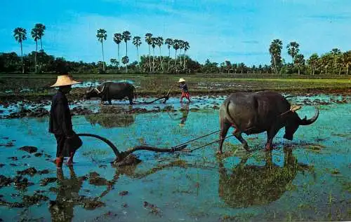 Thailand rice field Thai farmer by buffalo