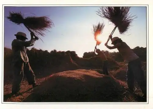 Thailand farmers using cane baskets to harvest rice
