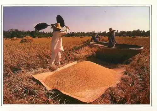 Thailand farmers using cane baskets to harvest rice