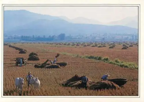 Thailand farmers using cane baskets to harvest rice